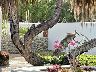 Casas de Cortez, Casa Grande Mesquite Tree on the Patio